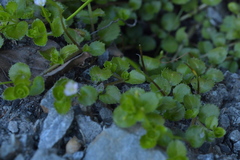 Epilobium pedunculare