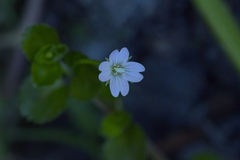 Epilobium pedunculare