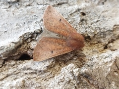 Dasycorsa modesta