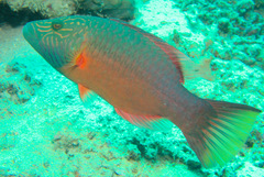 Oxycheilinus digramma