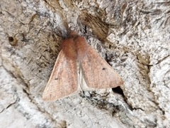 Dasycorsa modesta