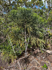Dacrydium araucarioides