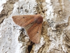 Dasycorsa modesta