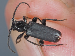 Tetropium castaneum