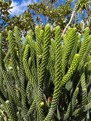 Dacrydium araucarioides