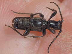 Tetropium castaneum