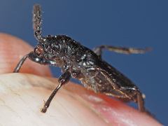Tetropium castaneum