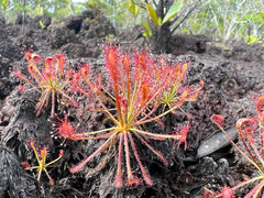 Drosera neocaledonica