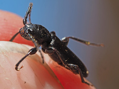 Tetropium castaneum