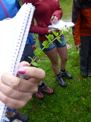 Euphrasia officinalis