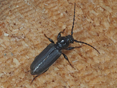 Tetropium castaneum
