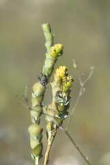 Thesium euphorbioides