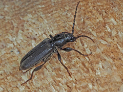 Tetropium castaneum