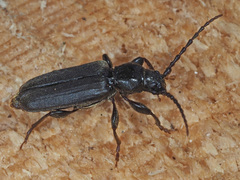 Tetropium castaneum