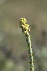 Thesium euphorbioides