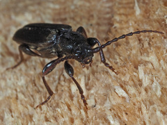 Tetropium castaneum