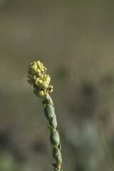 Thesium euphorbioides