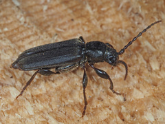 Tetropium castaneum