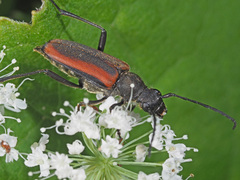 Anastrangalia dubia