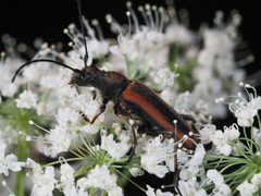 Anastrangalia dubia
