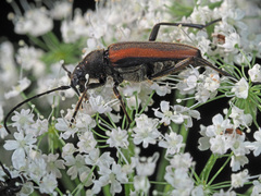 Anastrangalia dubia