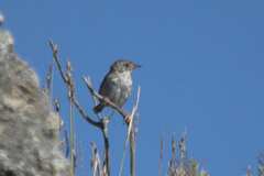 Cisticola subruficapilla