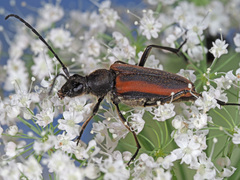 Anastrangalia dubia