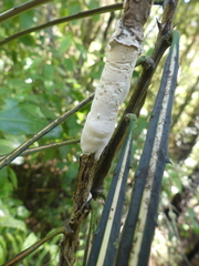 Septobasidium simmondsii