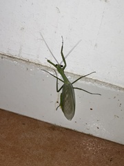 Macromantis hyalina