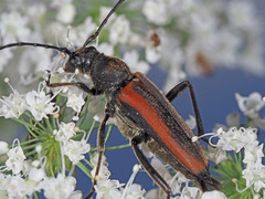 Anastrangalia dubia