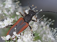 Anastrangalia dubia
