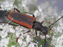Anastrangalia dubia