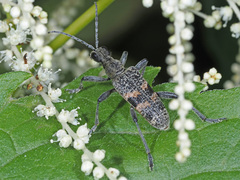 Rhagium mordax