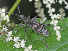 Rhagium mordax