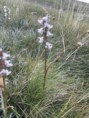 Prasophyllum suttonii