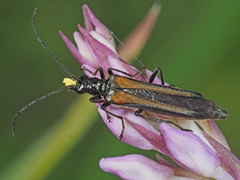 Oedemera pthysica