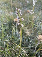 Prasophyllum suttonii