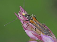 Oedemera pthysica