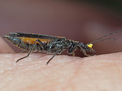 Oedemera pthysica