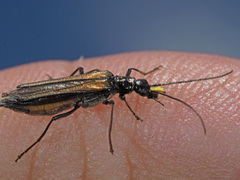 Oedemera pthysica