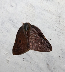 Ricania sublimata