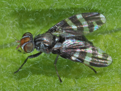 Herina frondescentiae