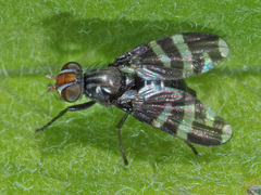 Herina frondescentiae