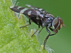 Herina frondescentiae