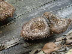Lentinus stuppeus