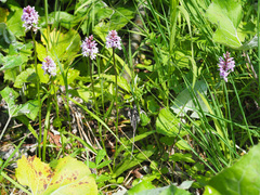 Dactylorhiza fuchsii