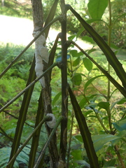 Septobasidium simmondsii