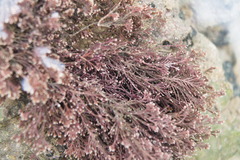 Corallina officinalis