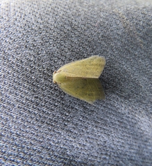 Ricania sublimata