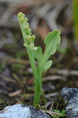 Botrychium montanum